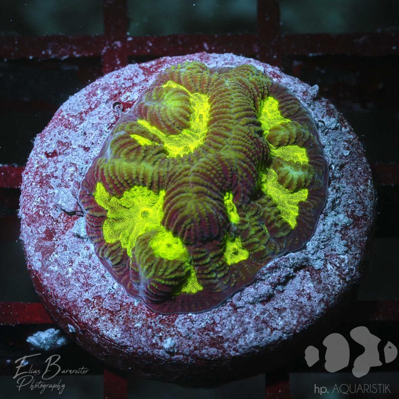 Favia Snake